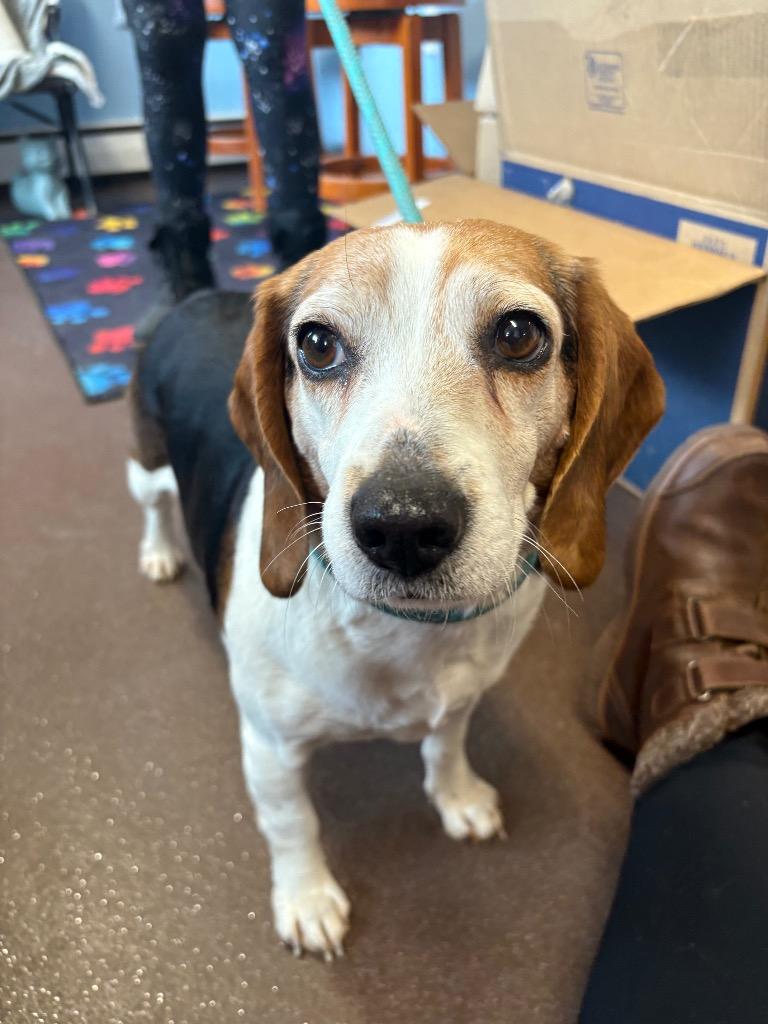 Molly, Adoptable, Adult Female Beagle.