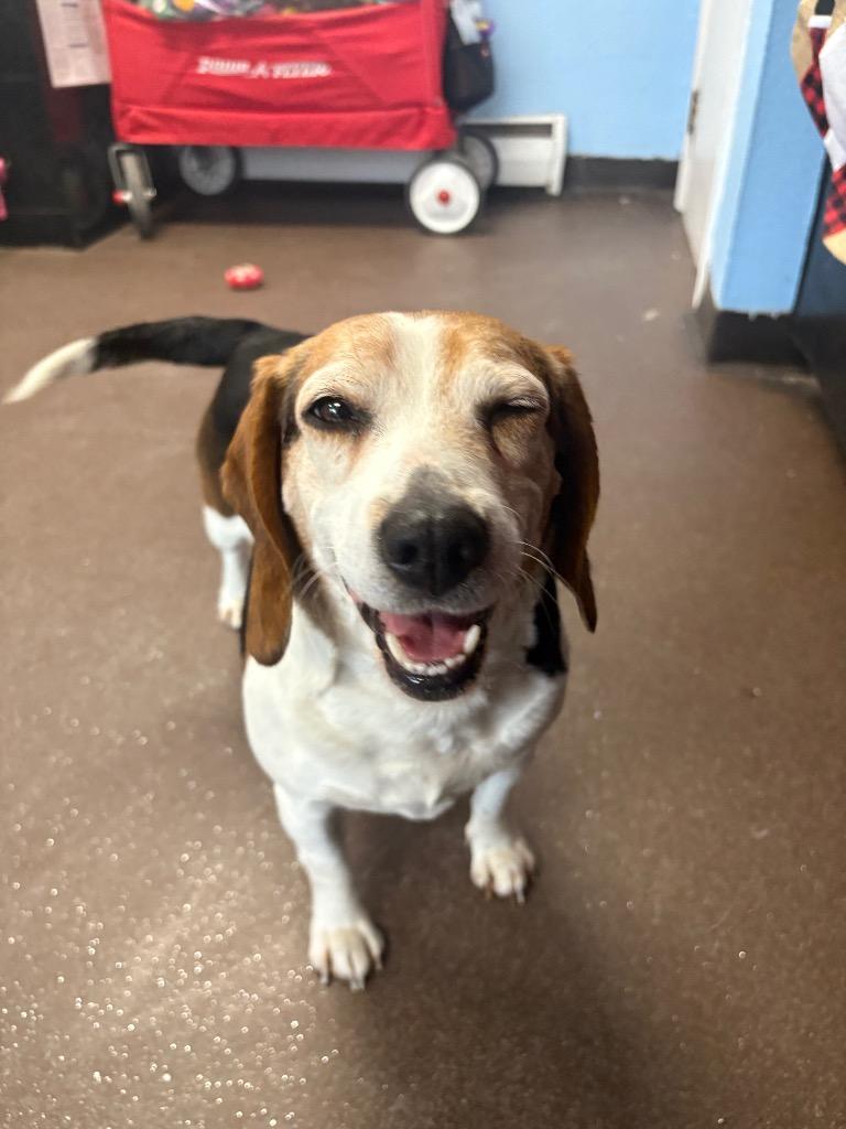 Enlarge Molly, a Adoptable Beagle in Port Jervis, NY image 2/4