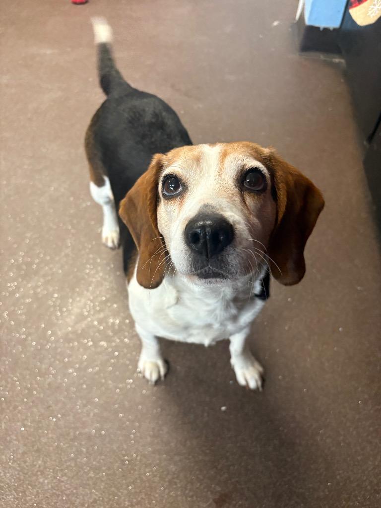 Enlarge Molly, a Adoptable Beagle in Port Jervis, NY image 4/4