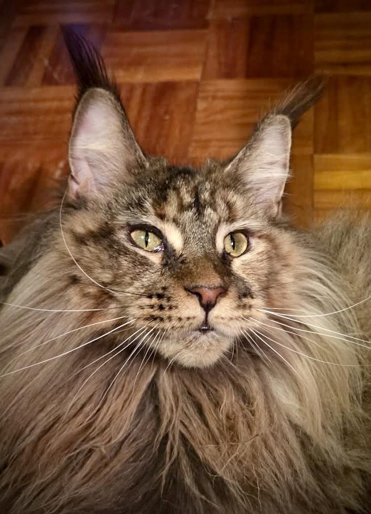 Riley, Adoptable, Young Female Maine Coon.