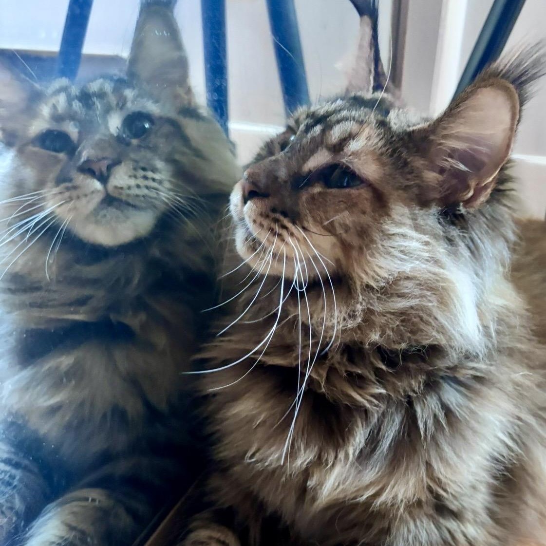 Enlarge Riley, a Adoptable Maine Coon in Kirkland, QC image 2/3