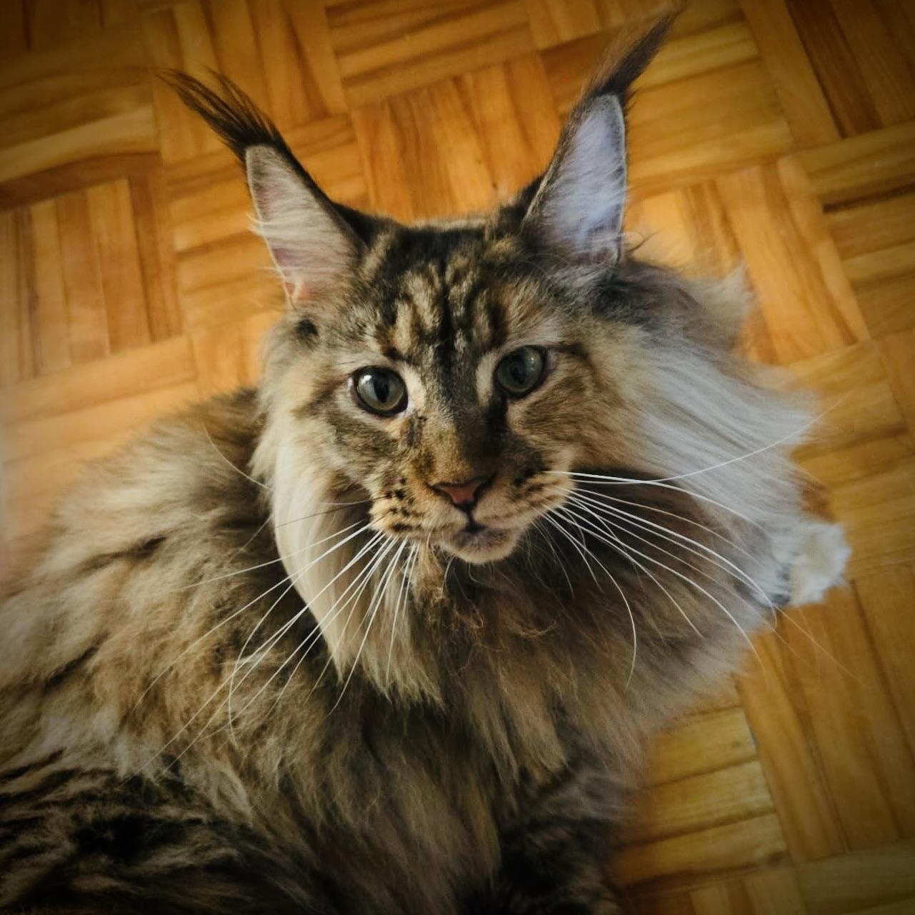 Enlarge Riley, a Adoptable Maine Coon in Kirkland, QC image 3/3