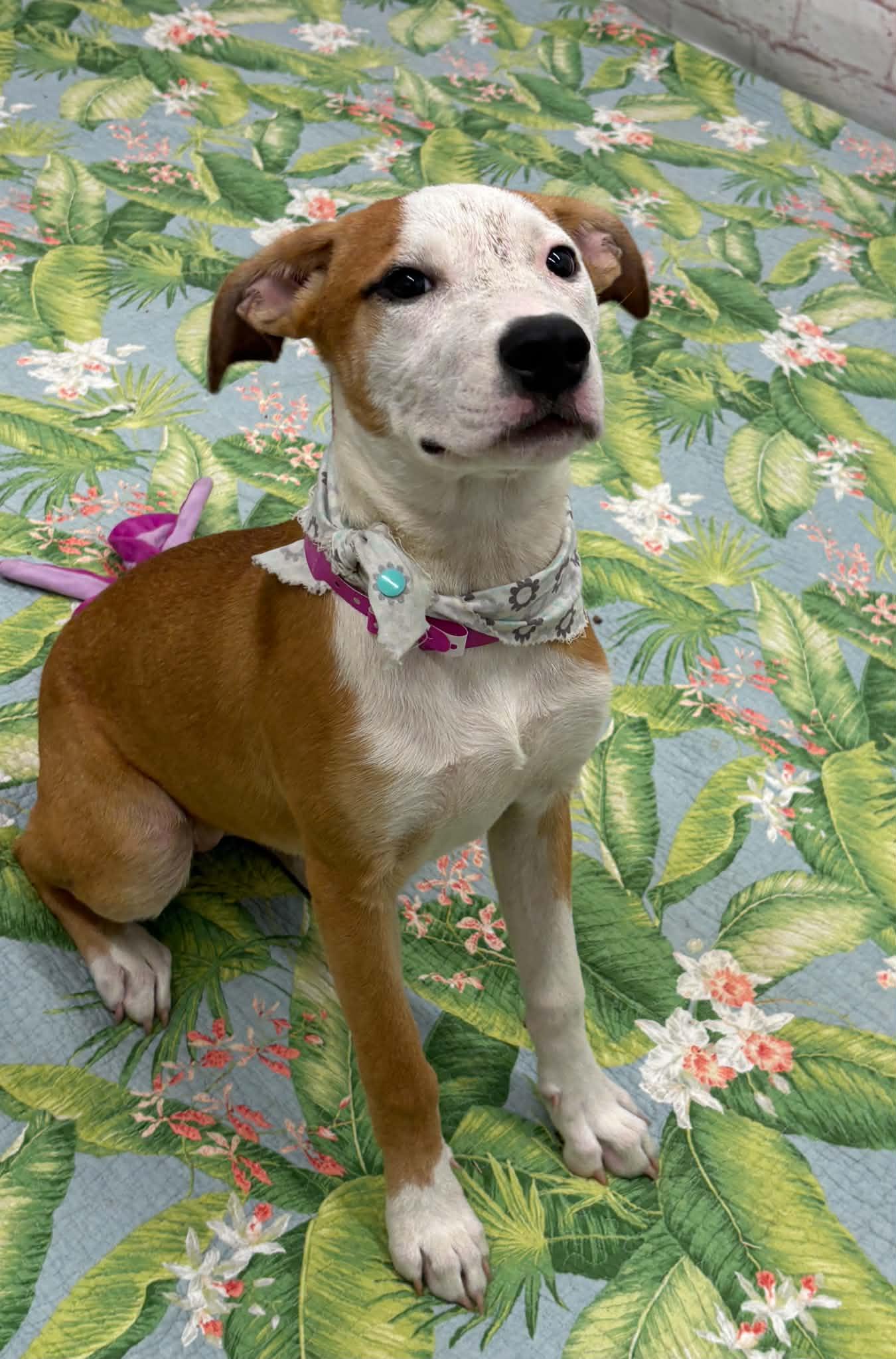 Tammy, a Adoptable mixed breed in Oxford, MI image 4/5