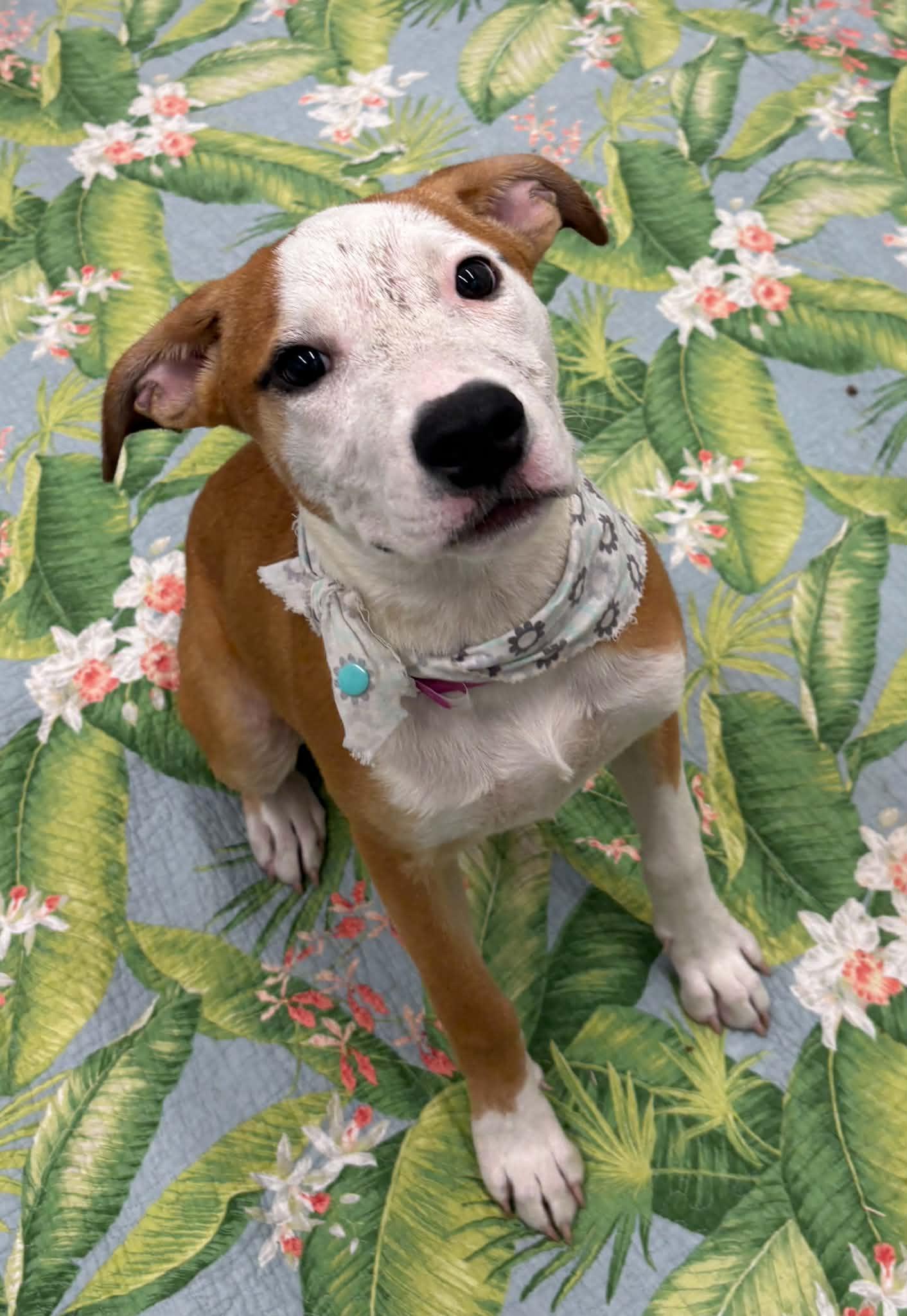 Tammy, a Adoptable mixed breed in Oxford, MI image 2/5