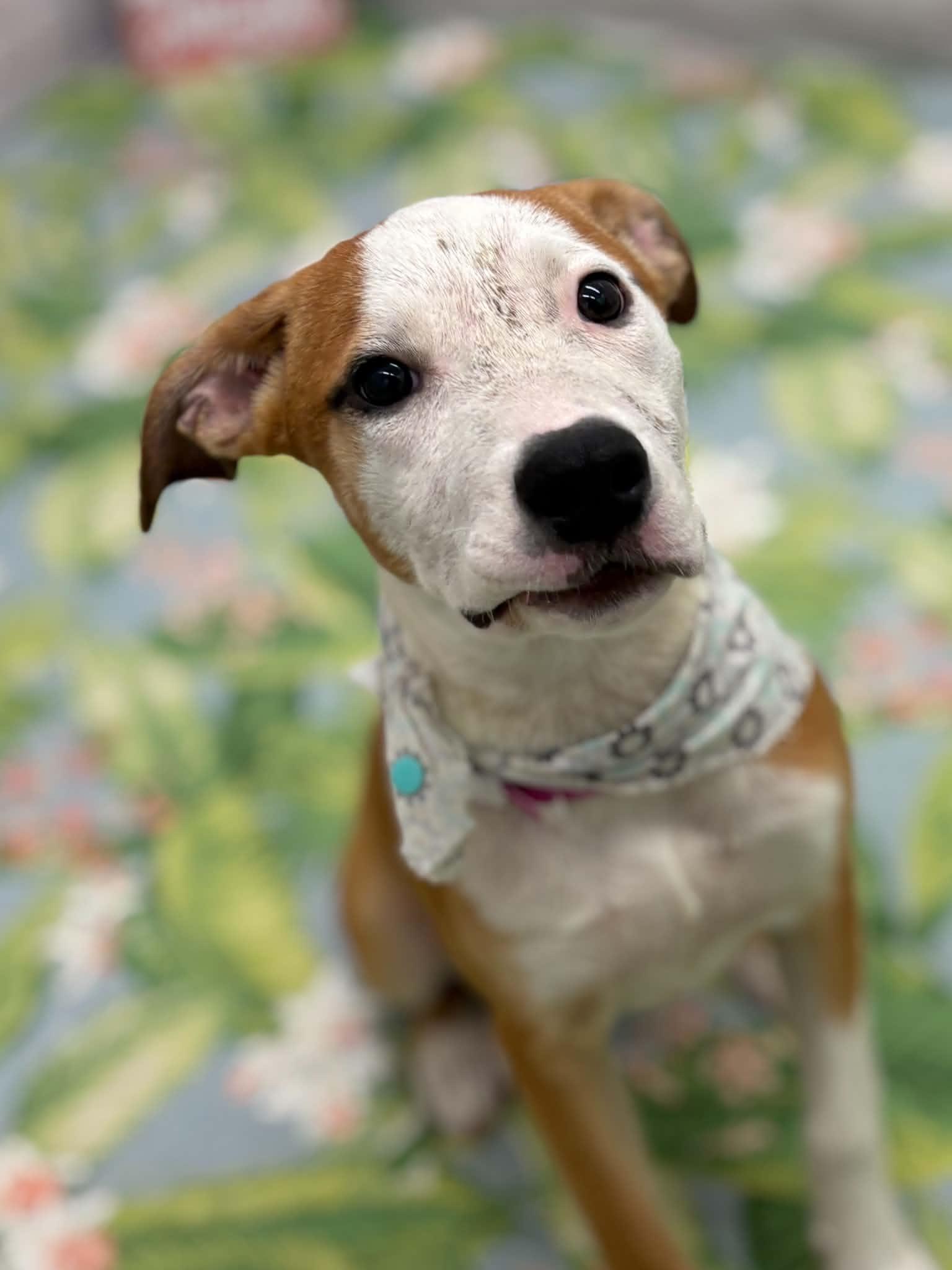 Tammy, a Adoptable mixed breed in Oxford, MI image 5/5