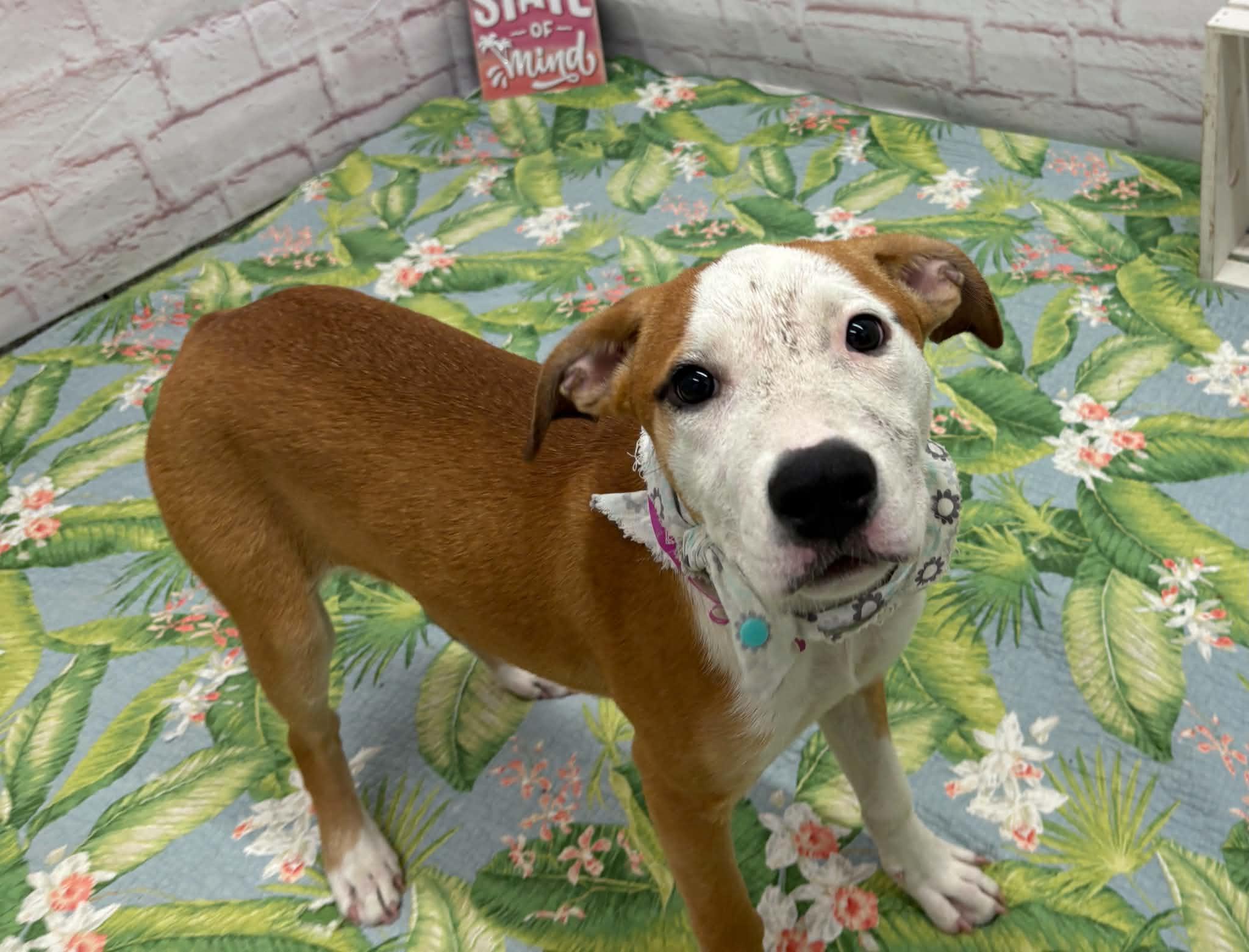 Tammy, a Adoptable mixed breed in Oxford, MI image 1/5