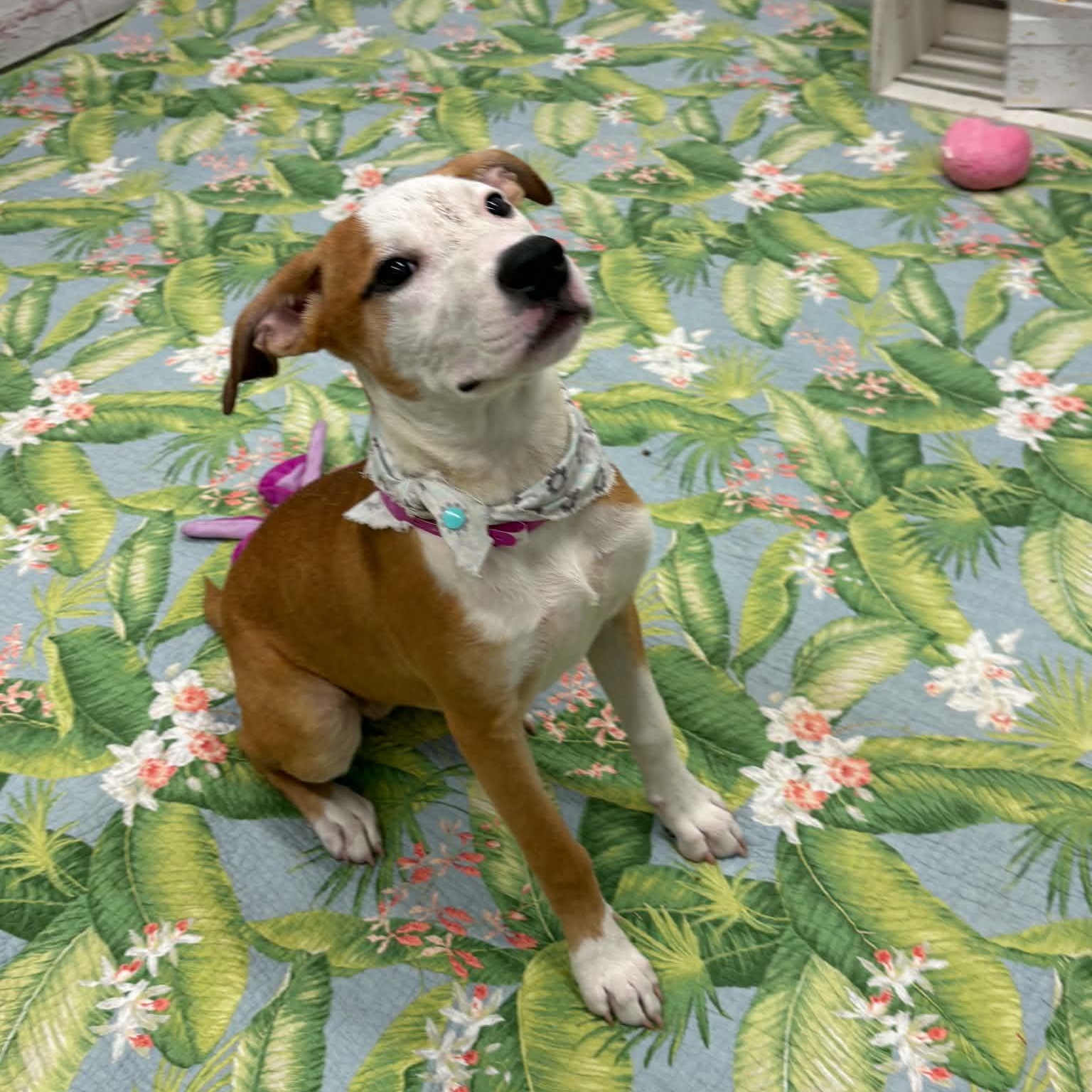 Tammy, a Adoptable mixed breed in Oxford, MI image 3/5