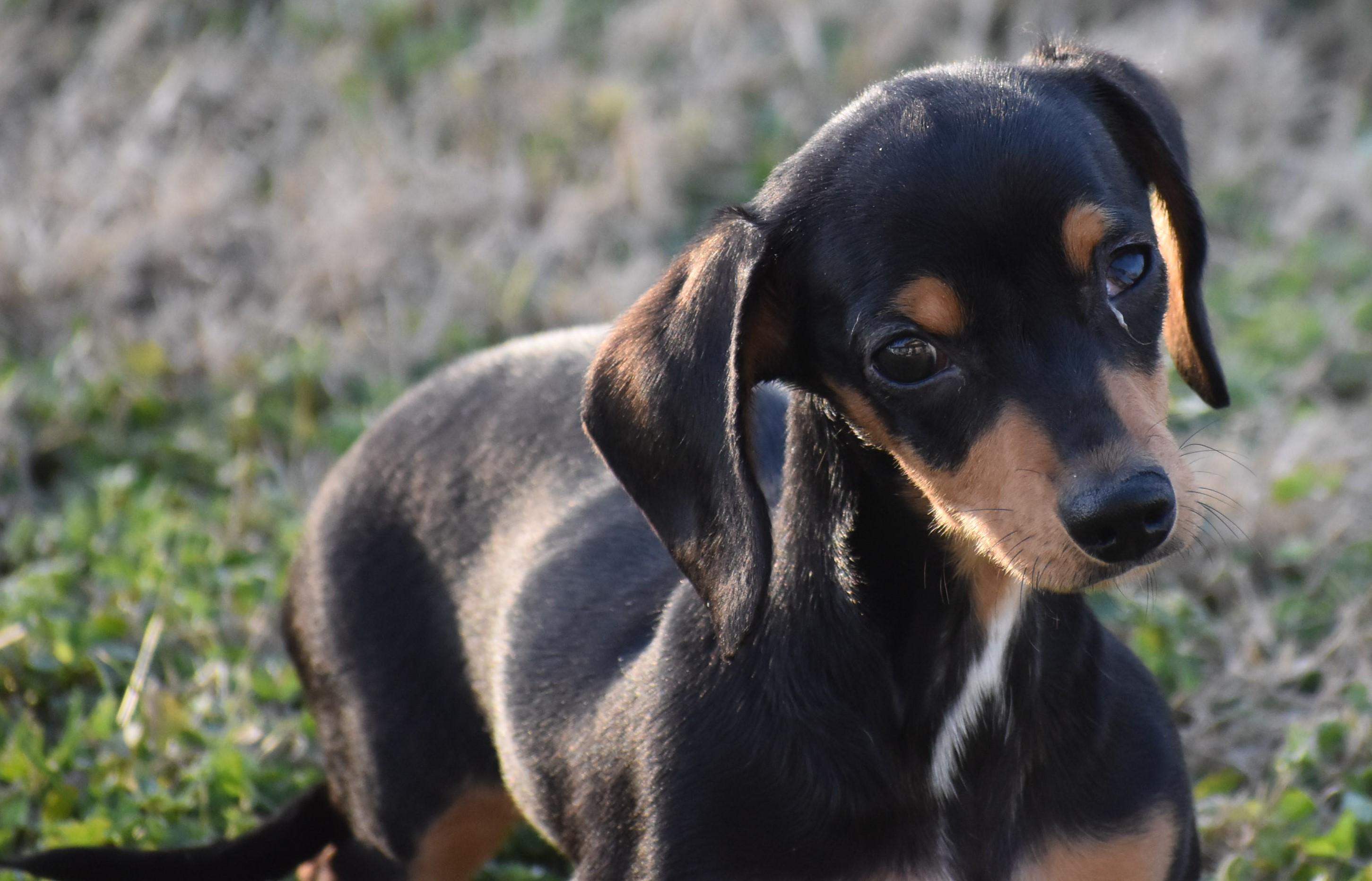 Enlarge Britta in TN, a ADOPTABLE Dachshund in Shelbyville, TN image 5/6