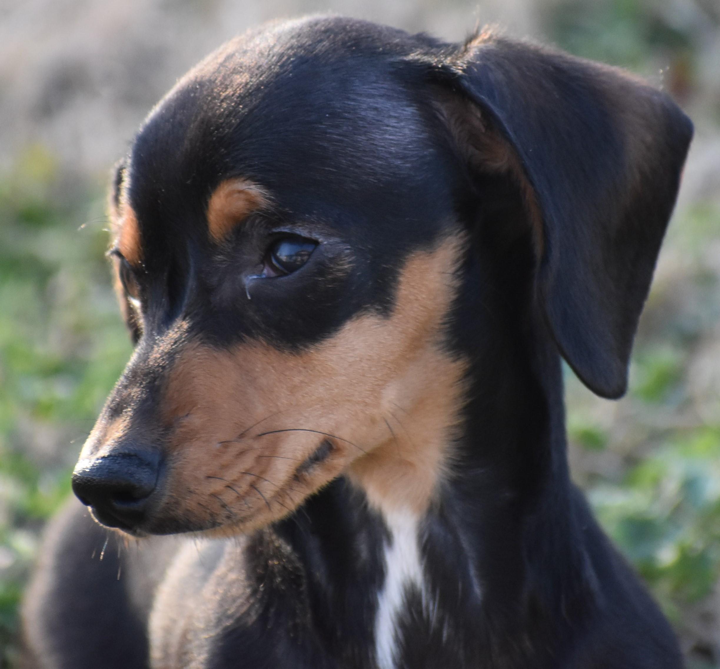 Enlarge Britta in TN, a ADOPTABLE Dachshund in Shelbyville, TN image 4/6