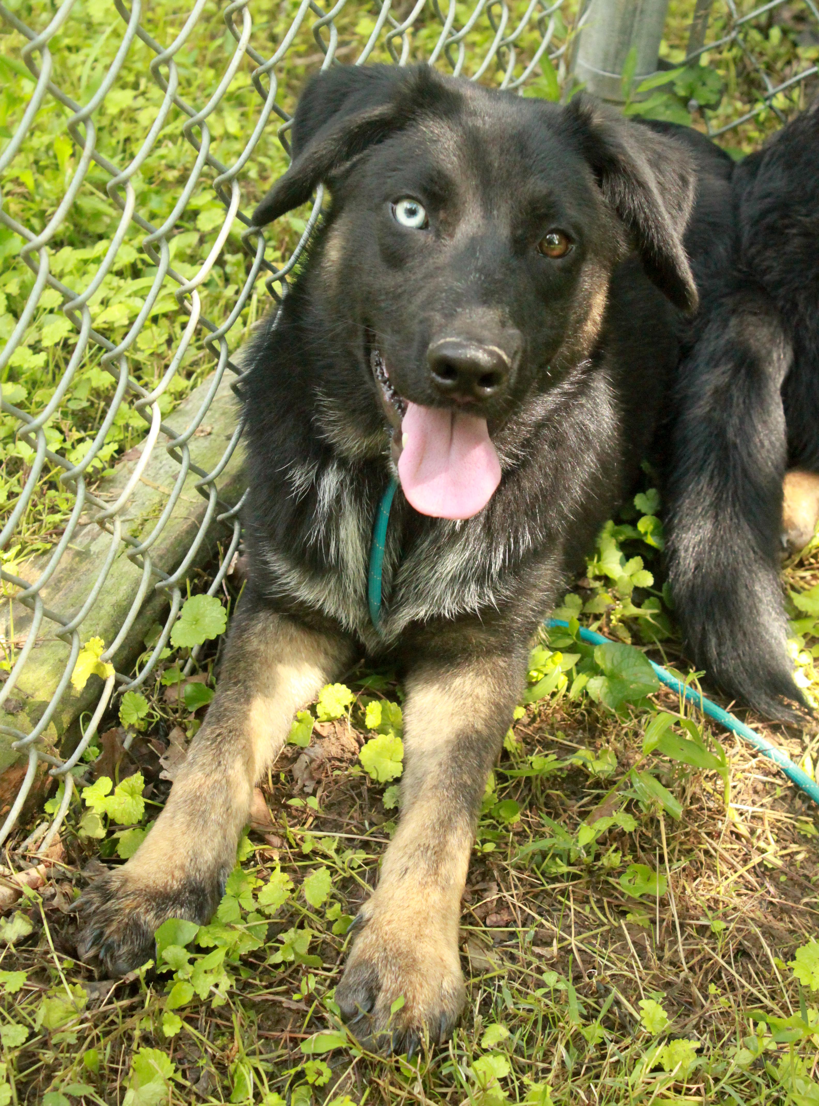 Red, Adopted, Young Male German Shepherd Dog & Australian Cattle Dog / Blue Heeler.