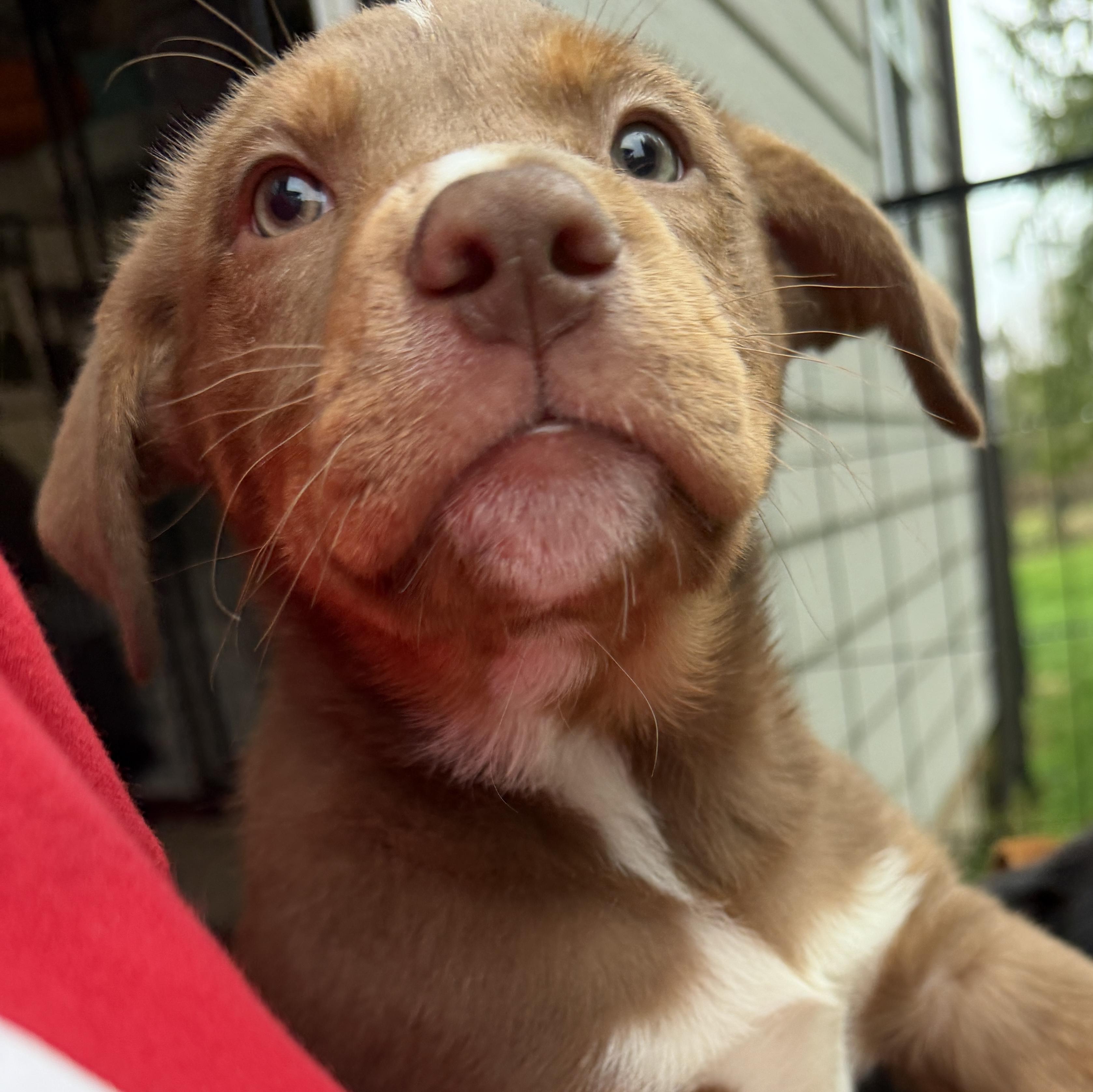 Enlarge Tate (Yellowstone litter), an adoptable mixed breed in Silvana, WA image 2/6