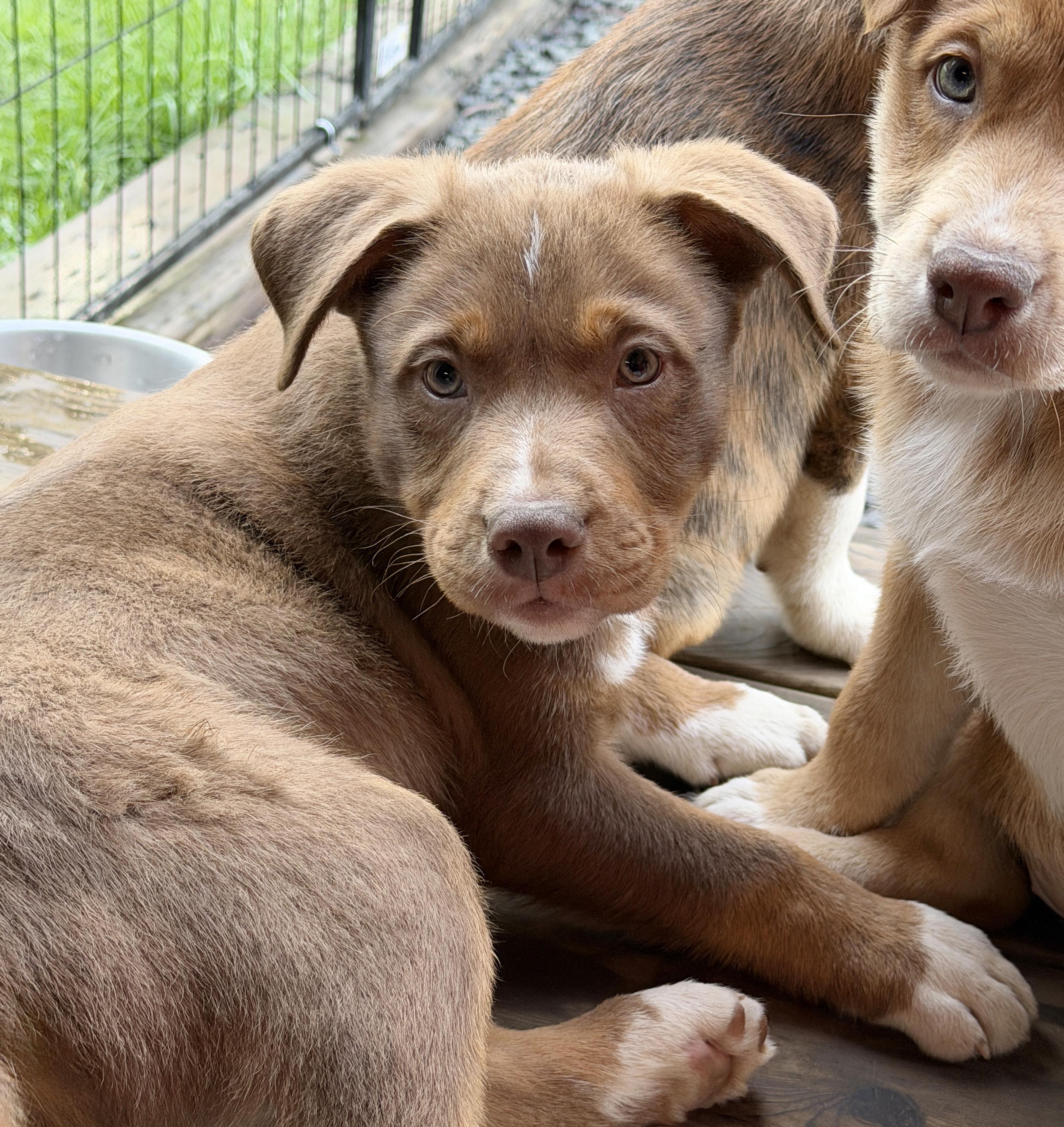 Enlarge Tate (Yellowstone litter), an adoptable mixed breed in Silvana, WA image 1/6