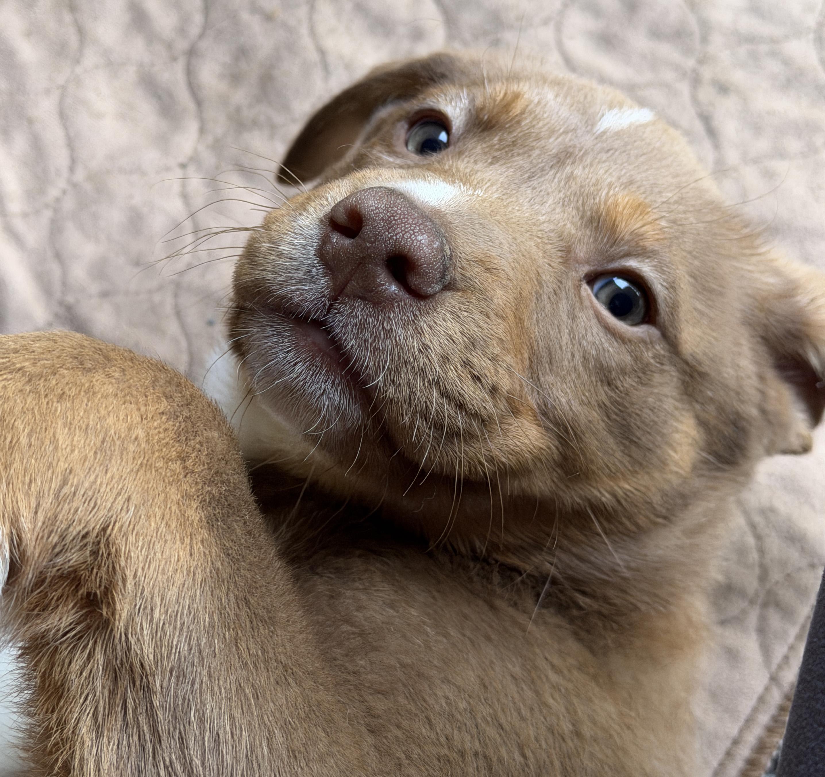 Enlarge Tate (Yellowstone litter), an adoptable mixed breed in Silvana, WA image 3/6