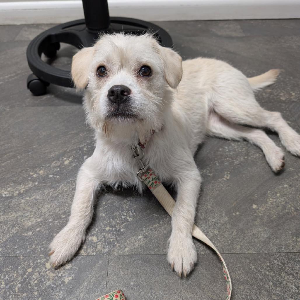 Tessie, Adoptable, Young Female Terrier & Mixed Breed.