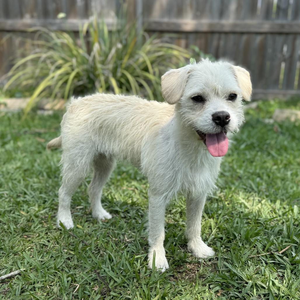 Tessie, a Adoptable mixed breed in Hollister, FL image 1/6
