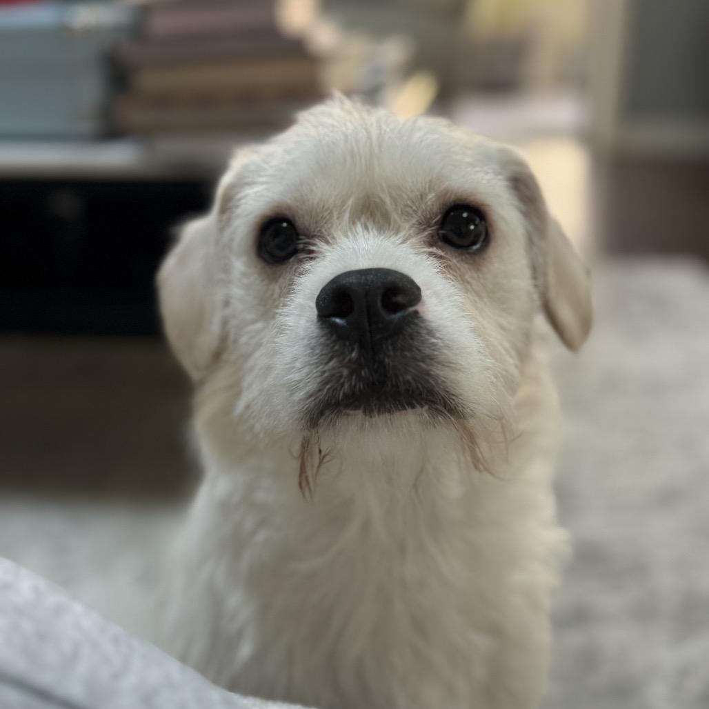 Tessie, a Adoptable mixed breed in Hollister, FL image 5/6