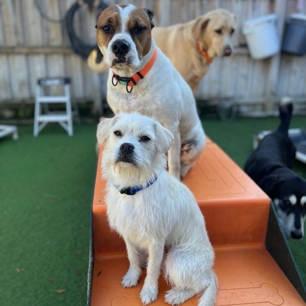 Tessie, a Adoptable mixed breed in Hollister, FL image 2/6