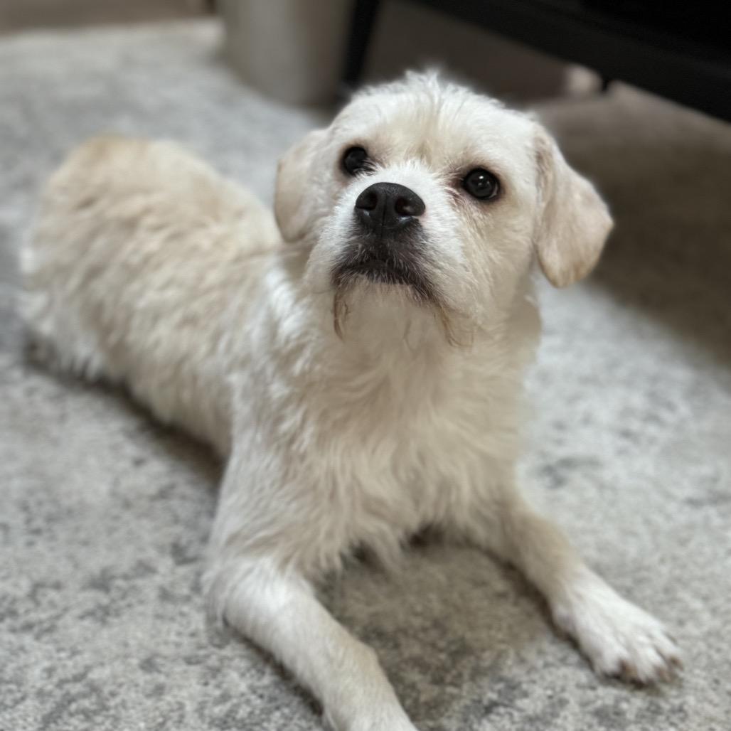 Tessie, a Adoptable mixed breed in Hollister, FL image 3/6