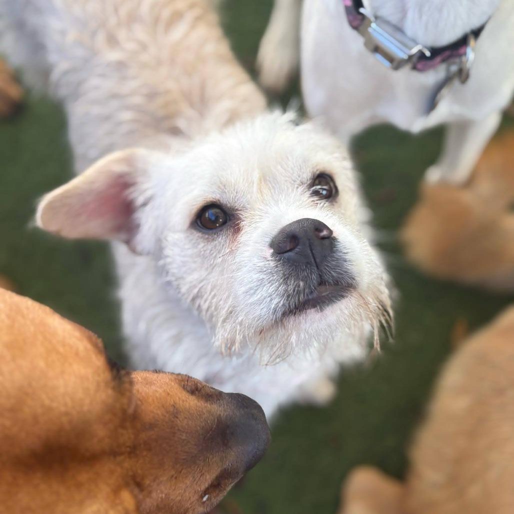 Tessie, a Adoptable mixed breed in Hollister, FL image 4/6