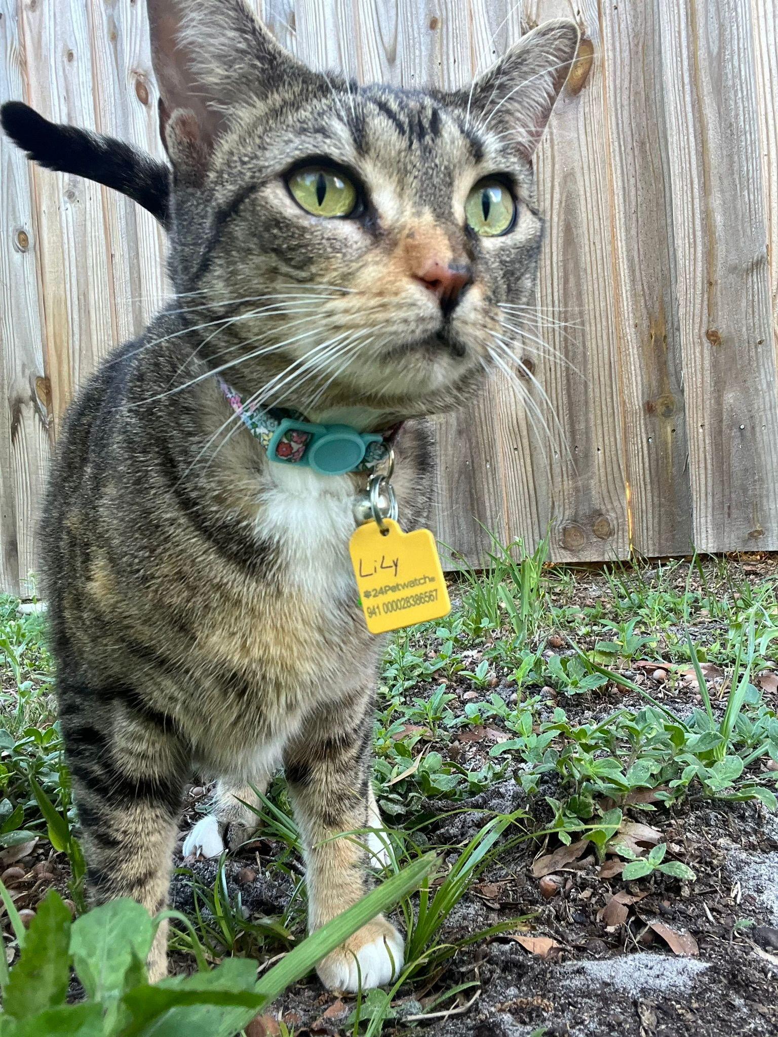 Enlarge Lilly, a Adopted Torbie in Orange City, FL image 1/2