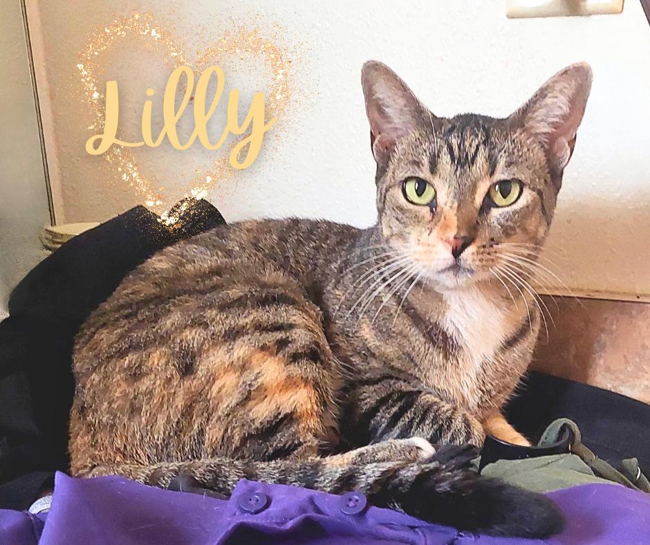 Enlarge Lilly, a Adopted Torbie in Orange City, FL image 2/2