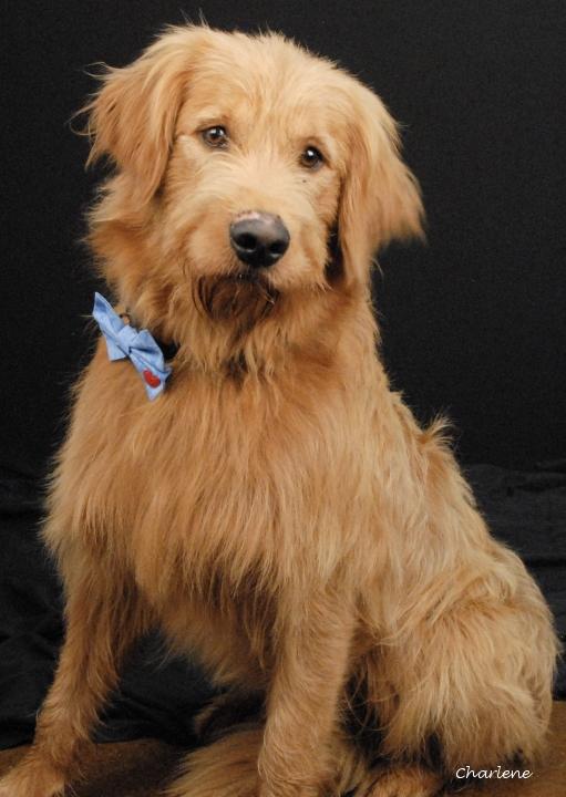 Ozzy Osbone, Adopted, Young Male Goldendoodle.
