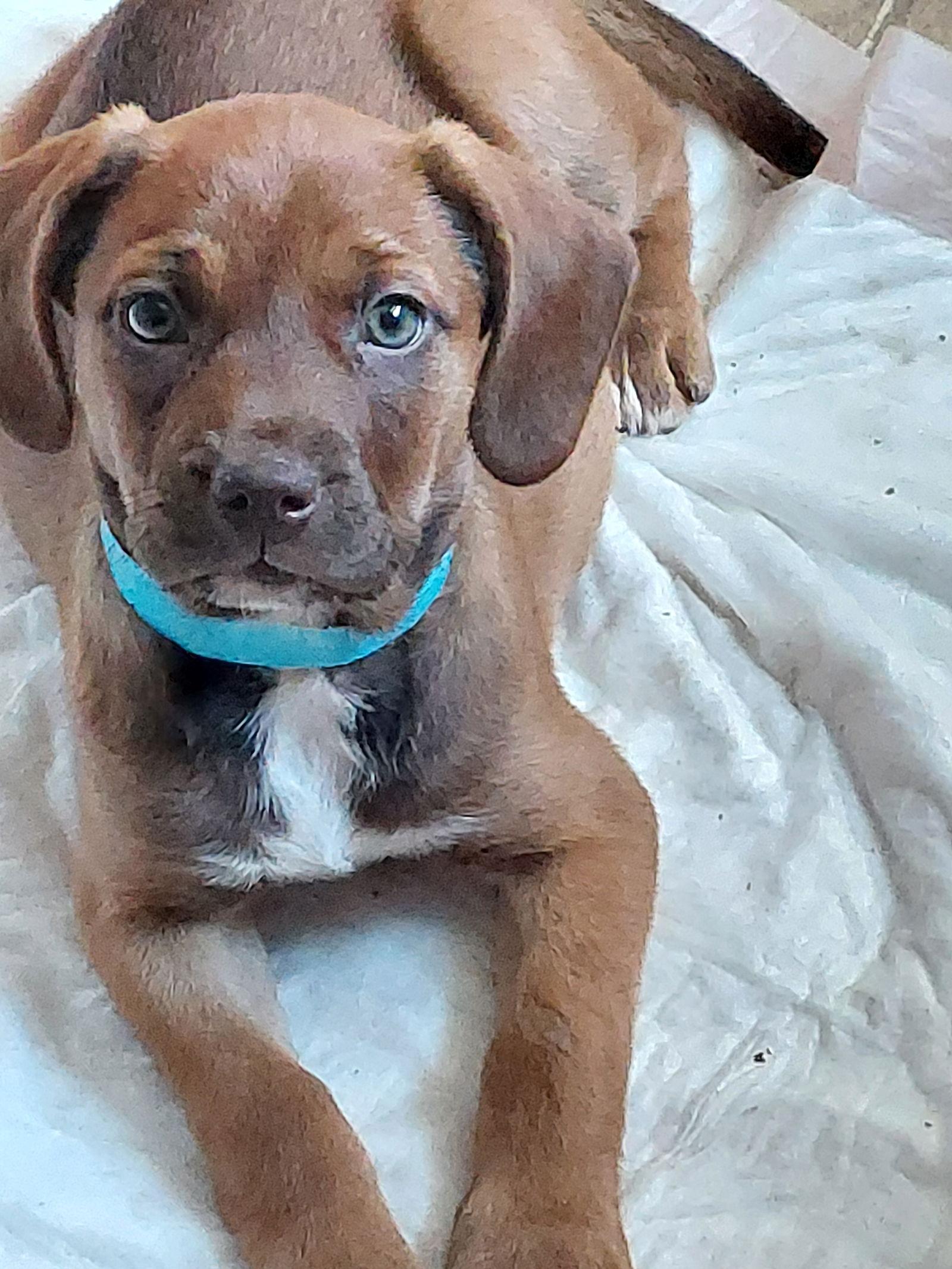 Erin, Adoptable, Puppy Female Hound & American Bulldog.