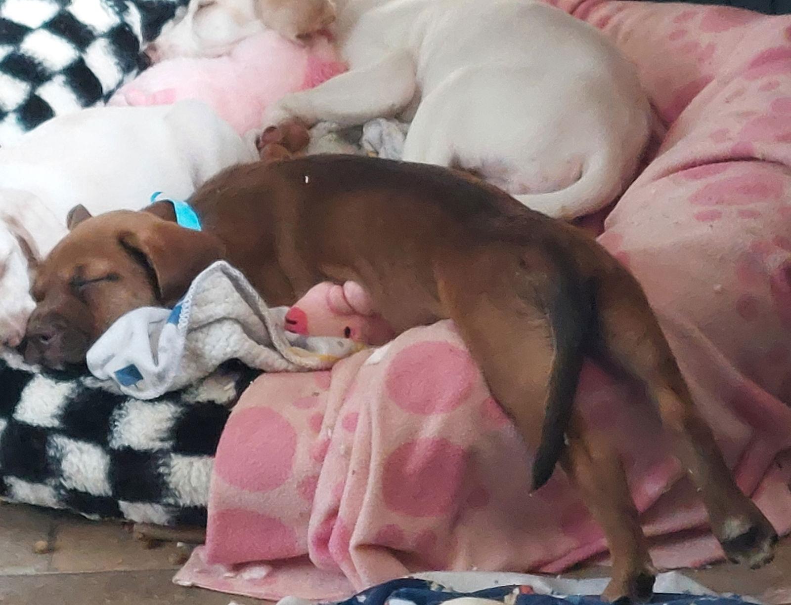 Enlarge Erin, a Adoptable mixed breed in Sanford, FL image 2/3