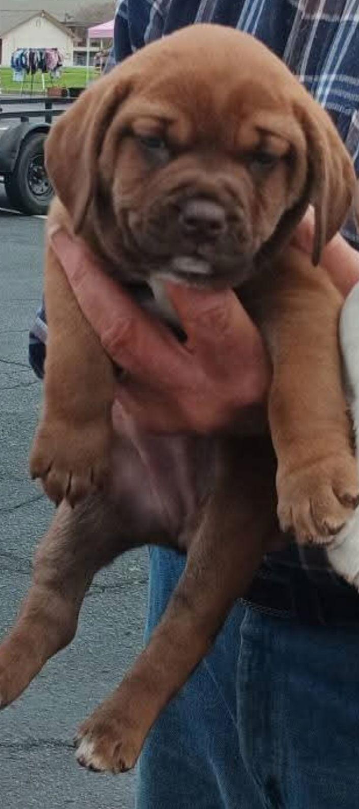 Enlarge Erin, a Adoptable mixed breed in Sanford, FL image 3/3