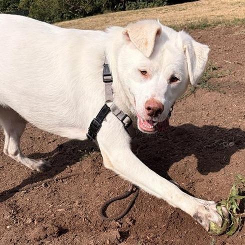 Elsa, Adoptable, Young Female Great Pyrenees & Boxer.