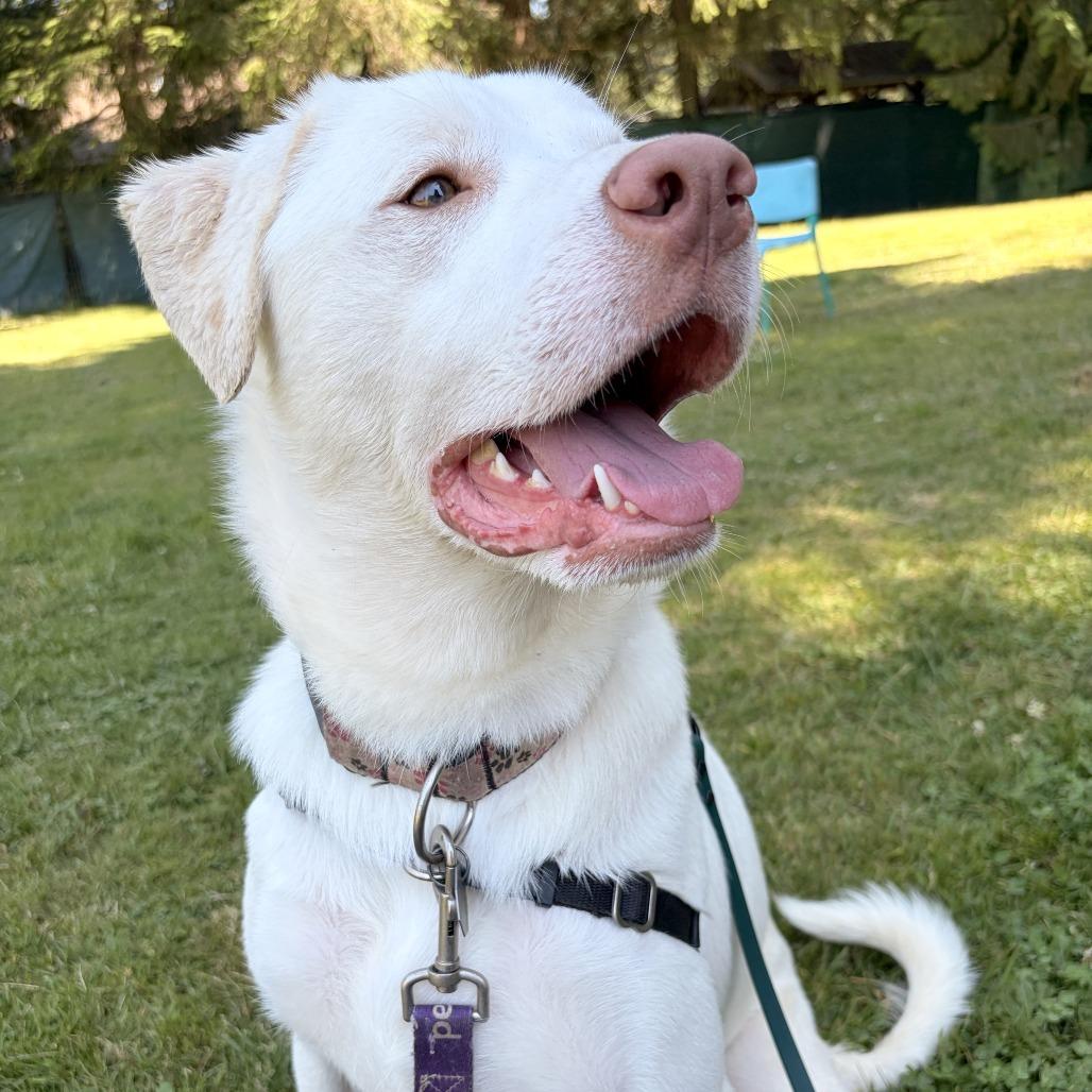 Enlarge Elsa, a Adoptable mixed breed in Woodinville, WA image 2/5