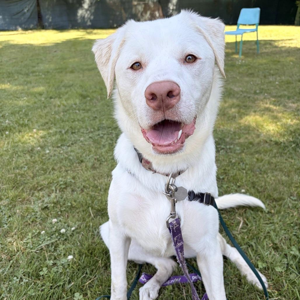 Enlarge Elsa, a Adoptable mixed breed in Woodinville, WA image 3/5