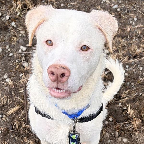 Enlarge Elsa, a Adoptable mixed breed in Woodinville, WA image 1/1