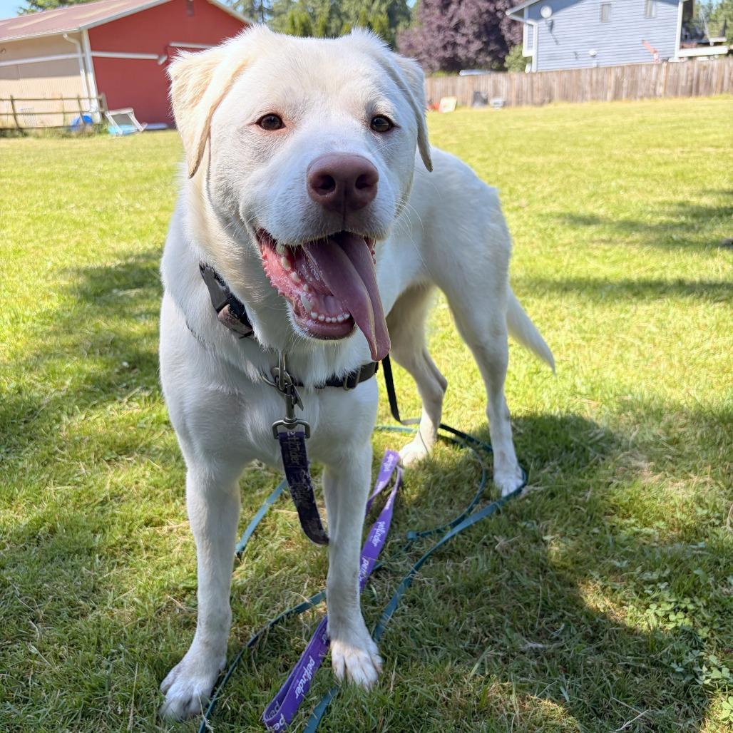 Enlarge Elsa, a Adoptable mixed breed in Woodinville, WA image 5/5