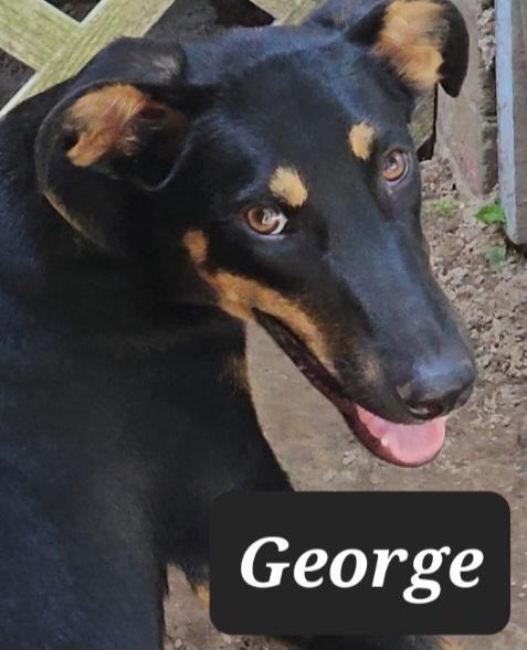 George, Young Male Shepherd