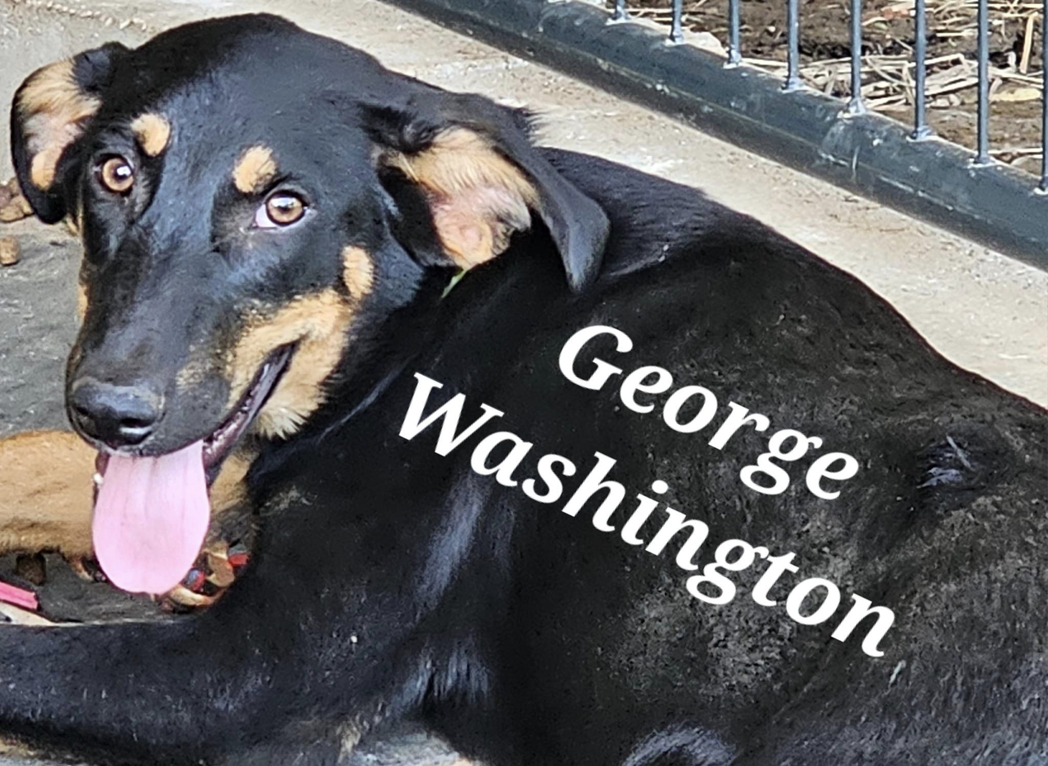 George photo 2
