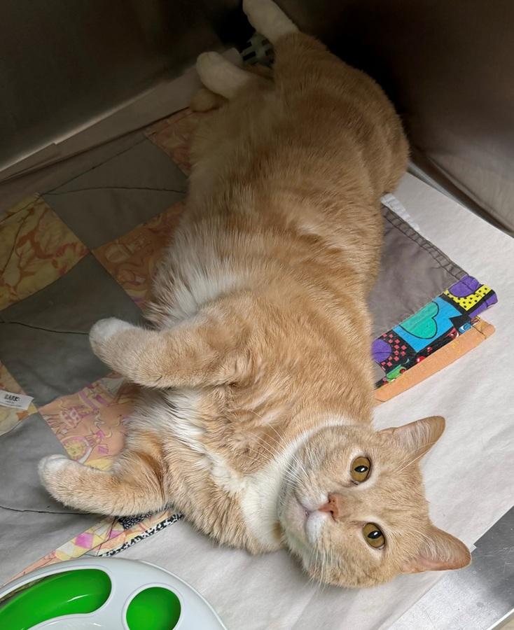 Magnus- 51224- (Purrs and makes biscuits), ADOPTABLE, Adult Male Domestic Short Hair.