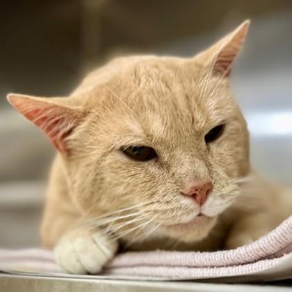 Enlarge Magnus- 51124, a ADOPTABLE Domestic Short Hair in Columbia, MD image 1/1