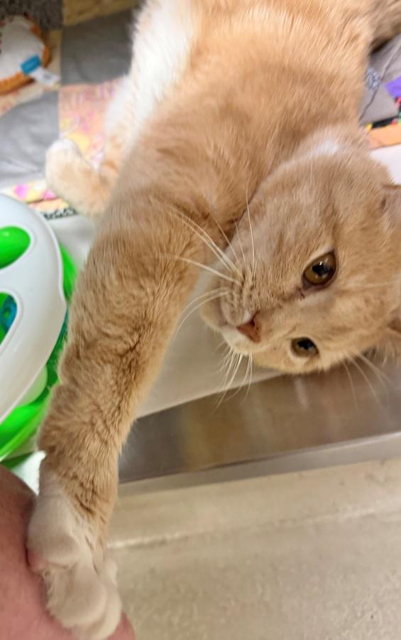 Enlarge Magnus- 51224- (Purrs and makes biscuits), a ADOPTABLE Domestic Short Hair in Columbia, MD image 2/4