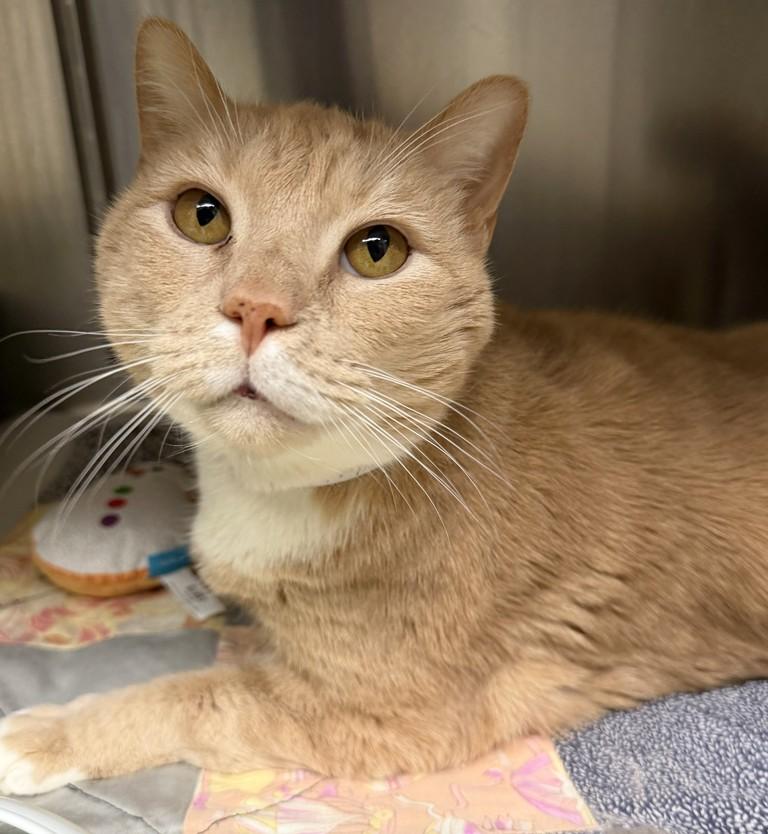 Enlarge Magnus- 51224- (Purrs and makes biscuits), a ADOPTABLE Domestic Short Hair in Columbia, MD image 3/4