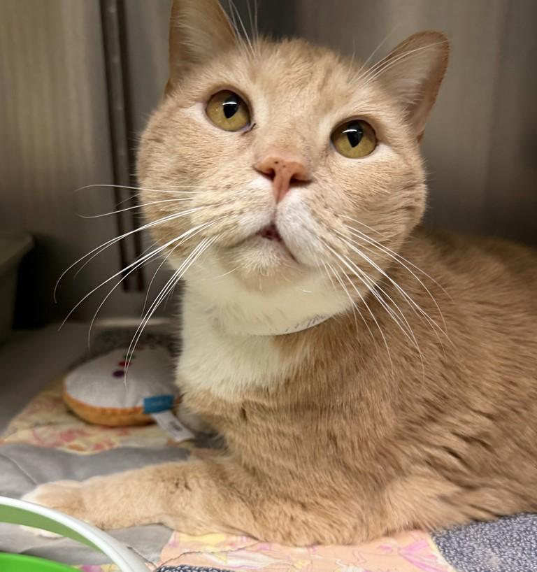 Enlarge Magnus- 51224- (Purrs and makes biscuits), a ADOPTABLE Domestic Short Hair in Columbia, MD image 4/4
