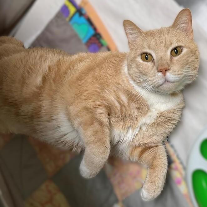Enlarge Magnus- 51224- (Purrs and makes biscuits), a ADOPTABLE Domestic Short Hair in Columbia, MD image 1/4