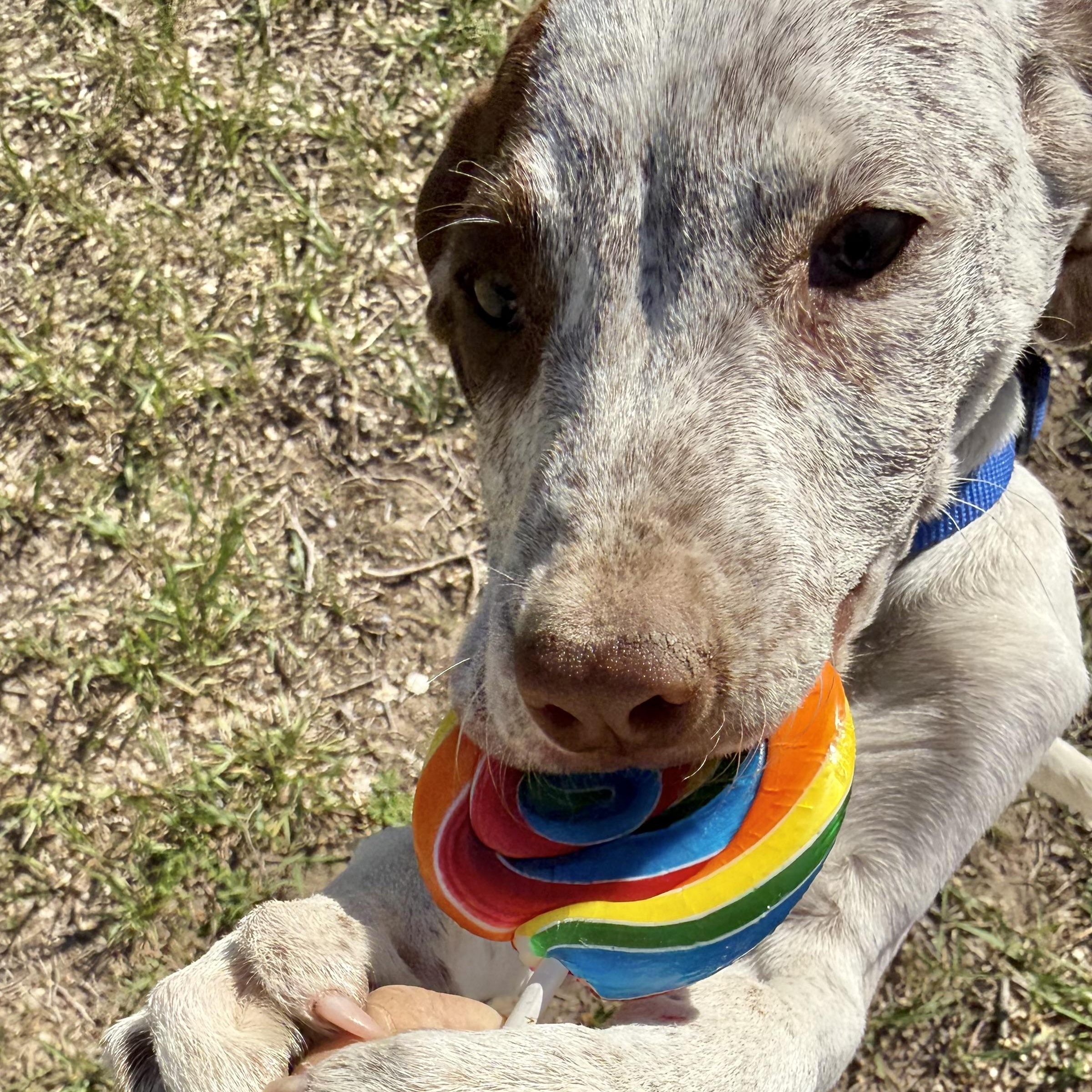 Maple, Adoptable, Puppy Female German Shorthaired Pointer.