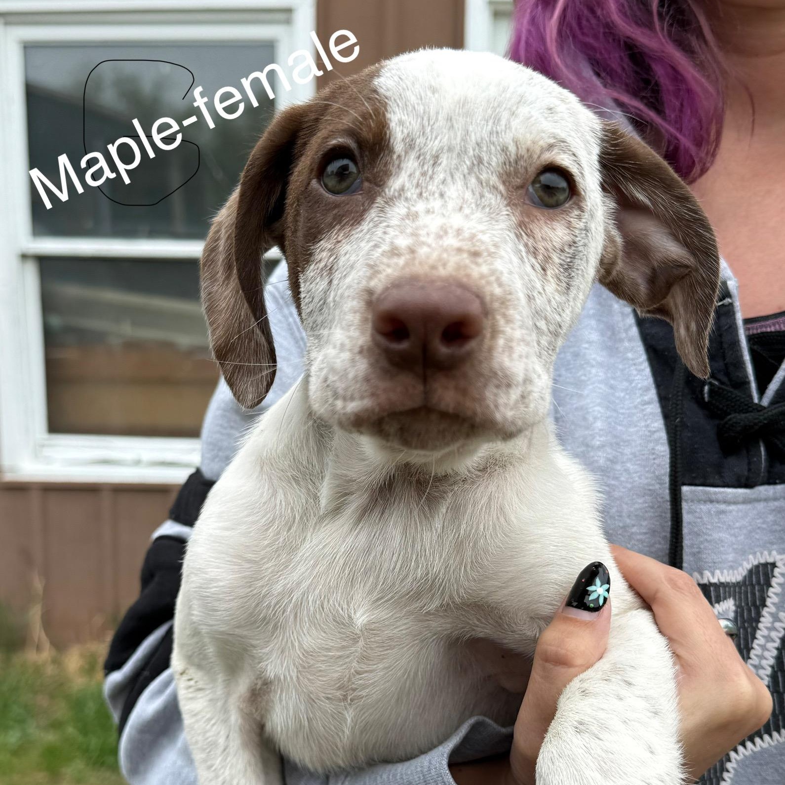 Maple, Adoptable, Puppy Female German Shorthaired Pointer.