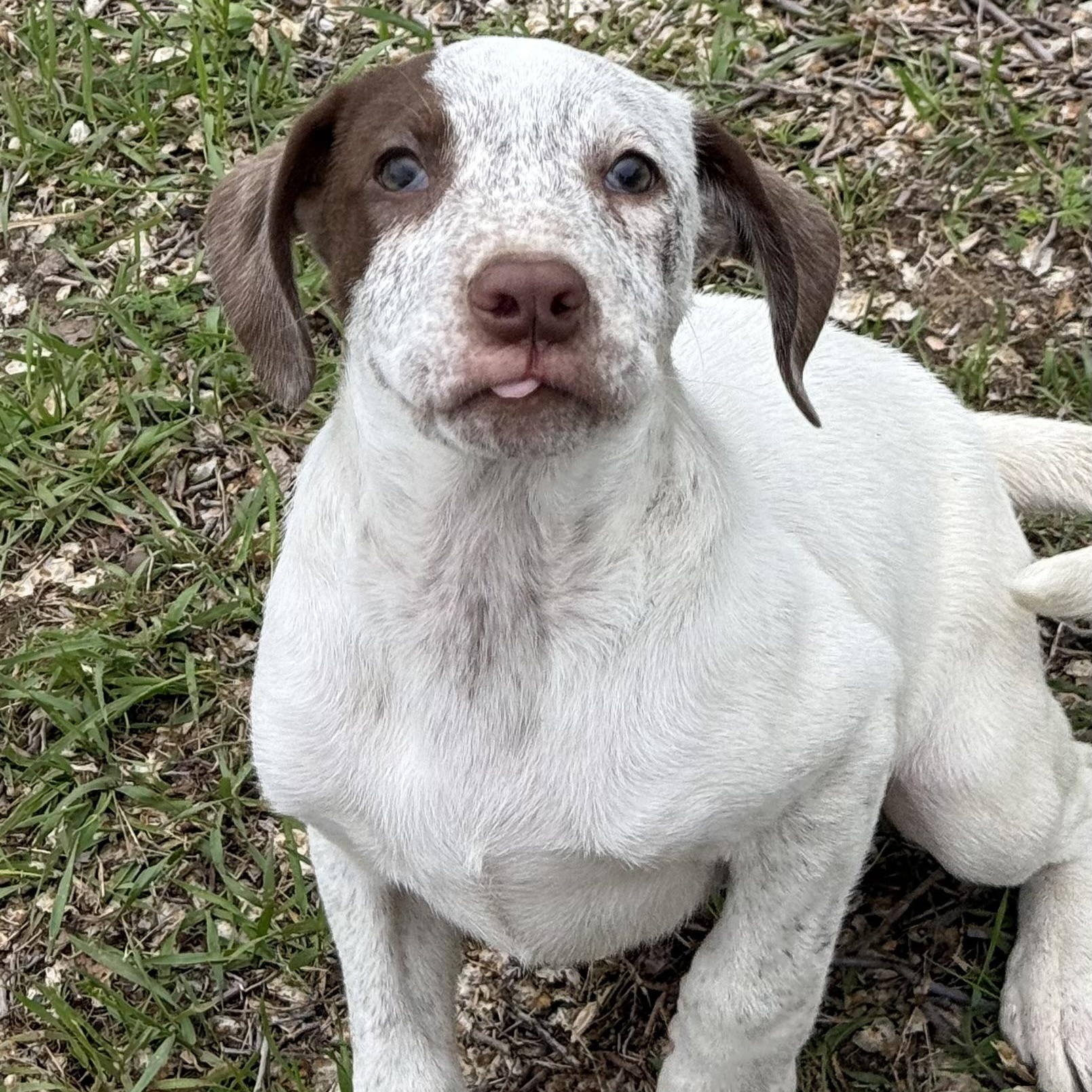 Maple, a Adoptable mixed breed in South Saint Paul, MN image 3/6