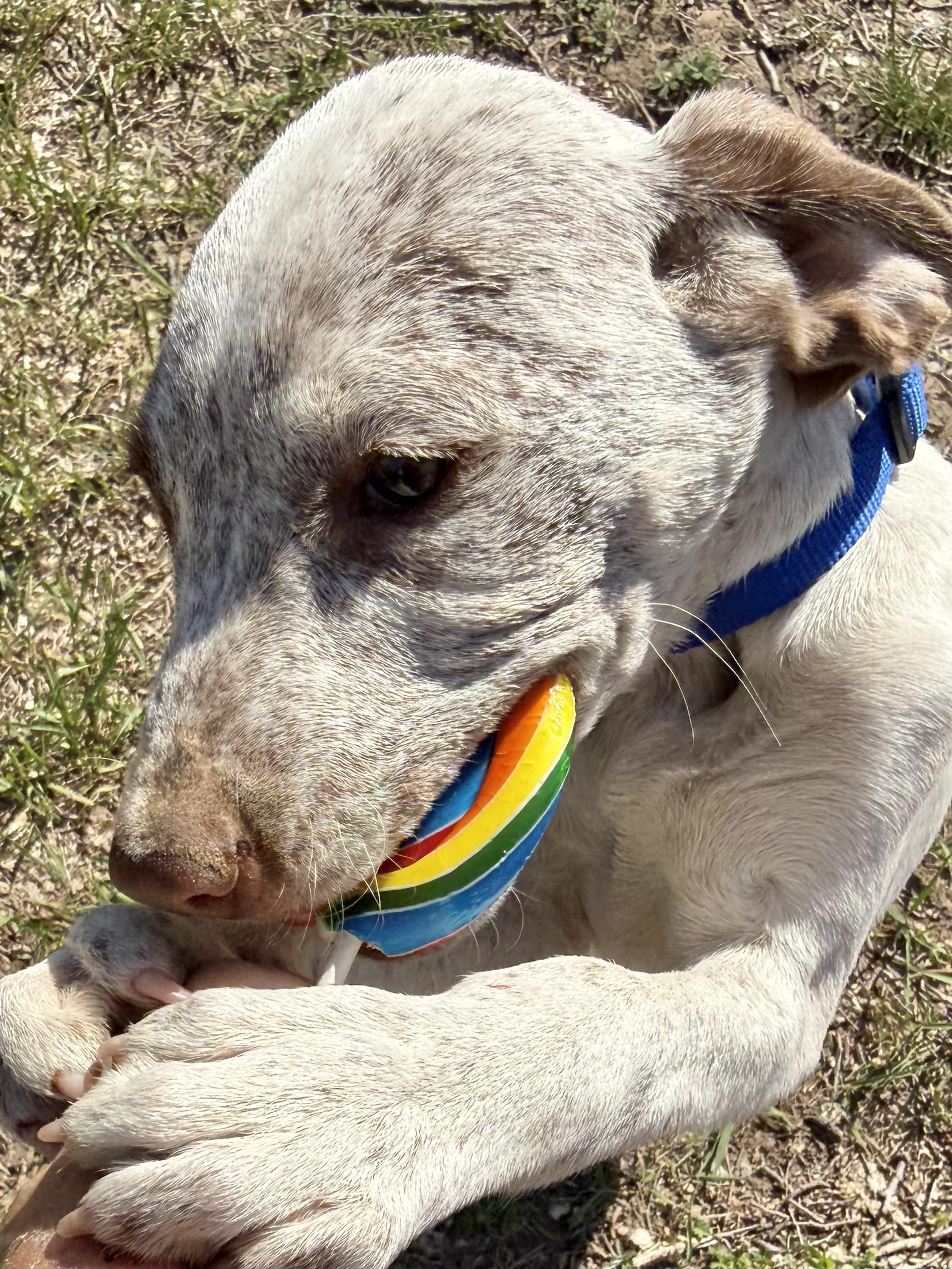Maple, a Adoptable mixed breed in South Saint Paul, MN image 6/6