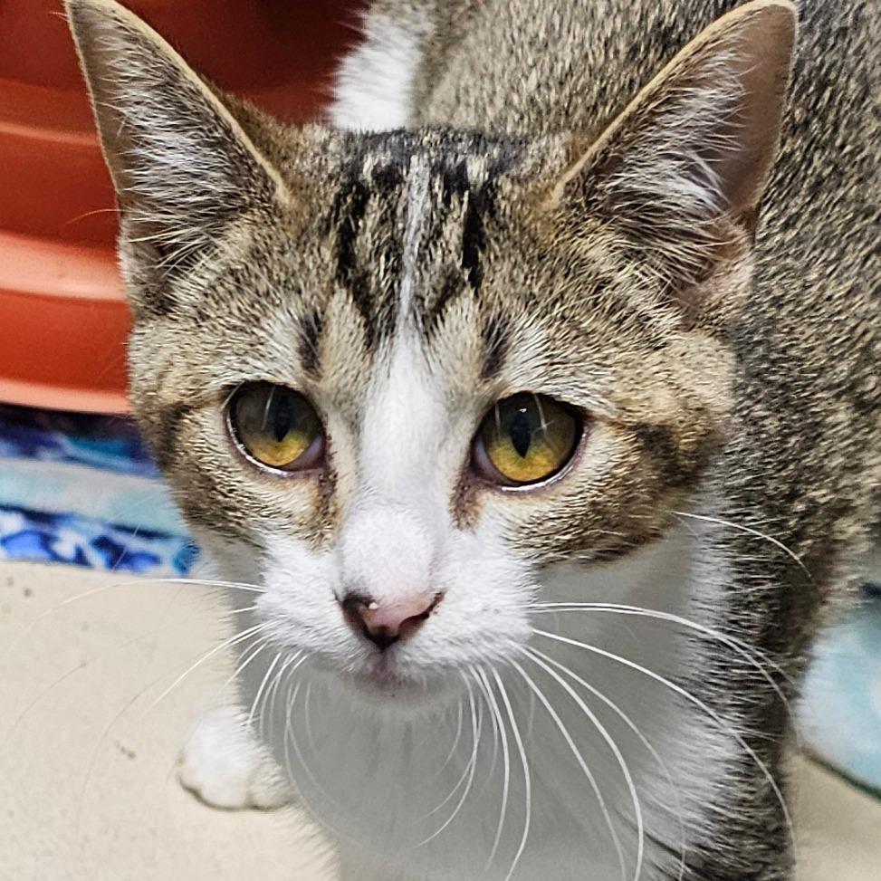 Cero, Adoptable, Young Female Domestic Short Hair.