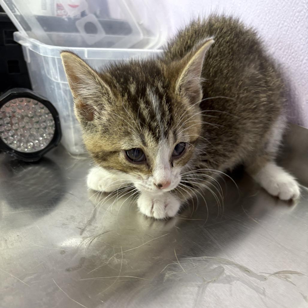Enlarge Cero, a Adoptable Domestic Short Hair in Grinnell, IA image 2/4