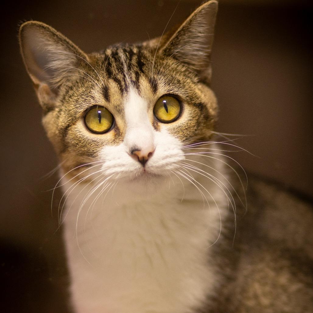 Enlarge Cero, a Adoptable Domestic Short Hair in Grinnell, IA image 3/4