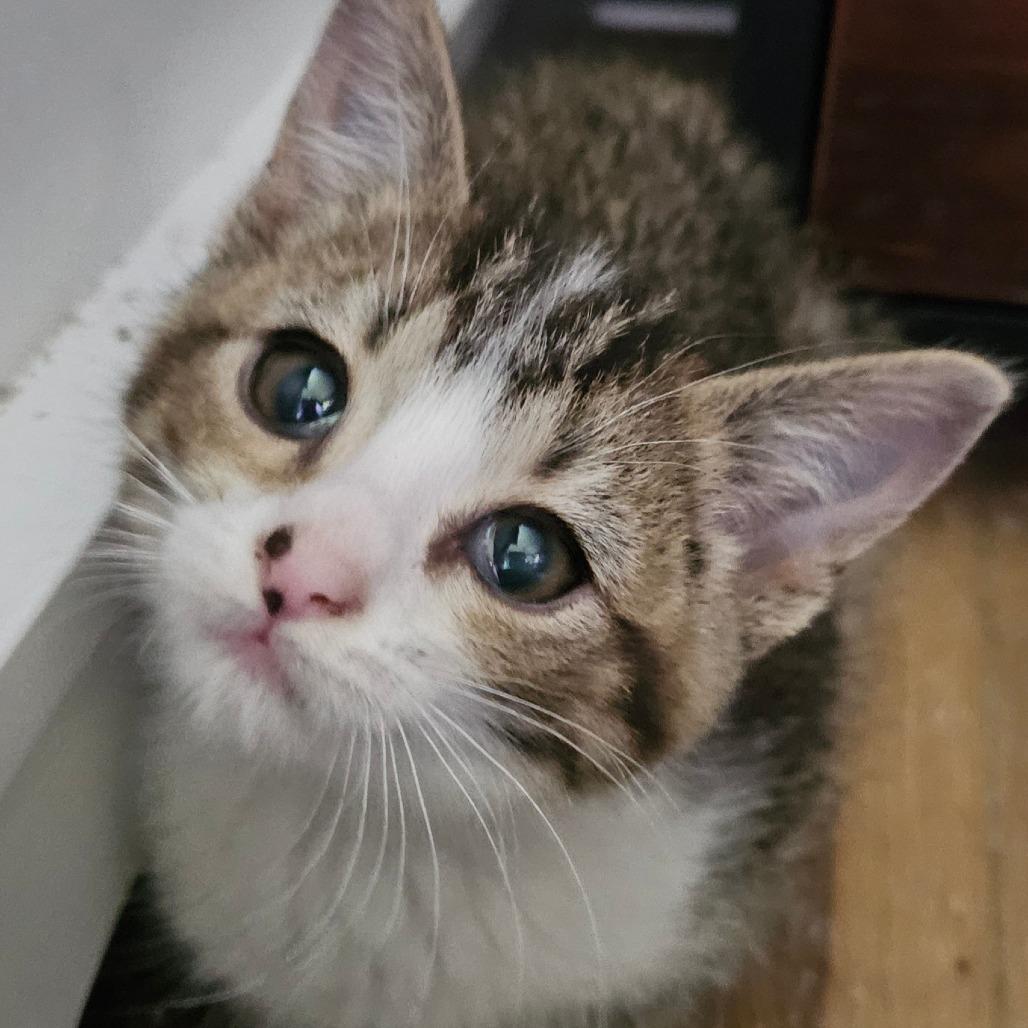 Enlarge Cero, a Adoptable Domestic Short Hair in Grinnell, IA image 4/4